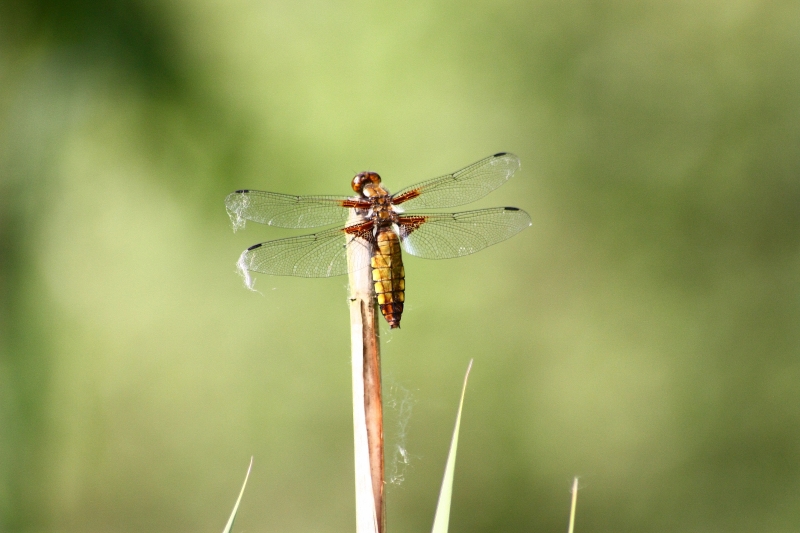 Libellula depressa?